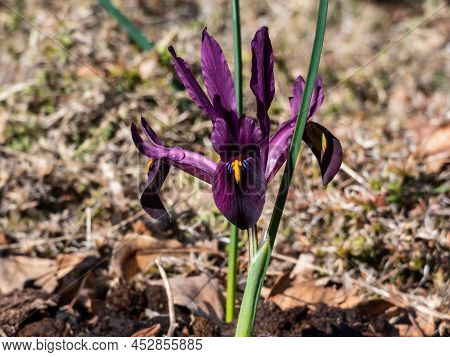 Close-up Shot Of The Cultivar Of The Netted Iris Or Golden Netted Iris (iris Reticulata) 'george' Wi
