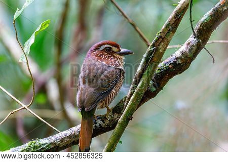 Short-legged Ground-roller, Brachypteracias Leptosomus, Perched In A Tree In Madagascar Rainforest. 