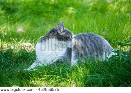 Portrait Of A Pet Gray-white Cat, Illuminated By The Sun.