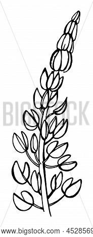 Hand Draw Sketch Wildflowers Lupinus Leaves, Flowers, Parts Of The Plant