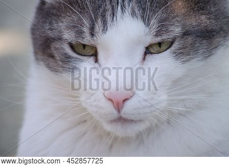 Portrait Of A Pet Gray-white Cat, Illuminated By The Sun.