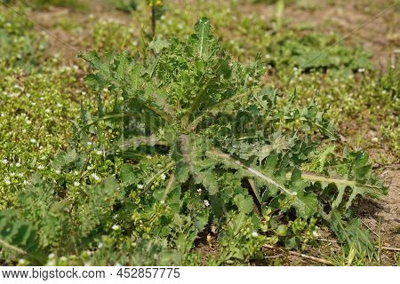 Detailed Closeup On A Fresh Green Emerging Prickly Sow-thistle, Sonchus Asper In The Field