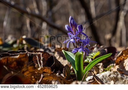 The Ephemeroid Plant Scilla Bifolia Blooms In The Spring Forest Against The Background Of The Forest