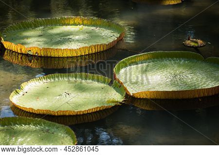 Giant, Amazonian Lily In Water At The Pamplemousess Botanical Gardens In Mauritius. Victoria Amazoni