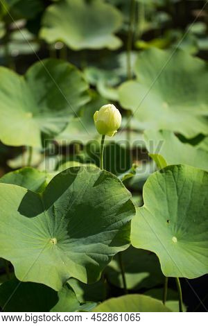 Shower Shaped Faded Lotus Flower In Sir Seewoosagur Ramgoolam Botanical Garden, Pamplemousse, Maurit
