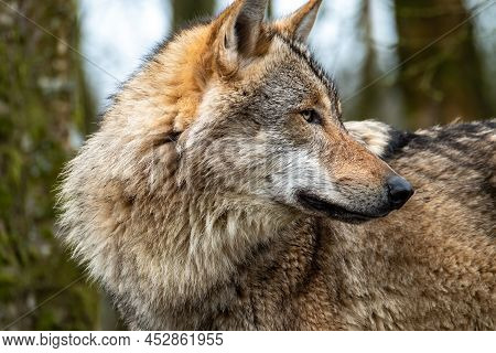 Close Up Of An Adult Wolve Roaming In The Forest