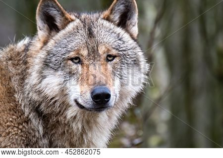 Close Up Of An Adult Wolve Roaming In The Forest