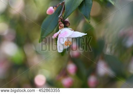 Camellia'elina Cascade' Buds And Flowers. Theaceae Evergreen Shrub. A Fragrant Single Flower Blooms 