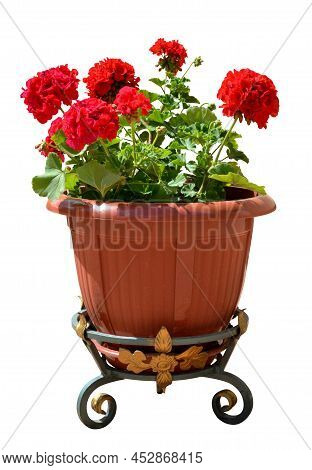 Flowers Red Pelargonium Isolated On White Background