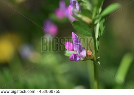 Common Vetch Flowers. Fabaceae Anuual Weeds. The Flowering Season Is From March To June.