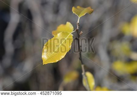 Ebbinges Silverberry Branch With Leaves In The Spring