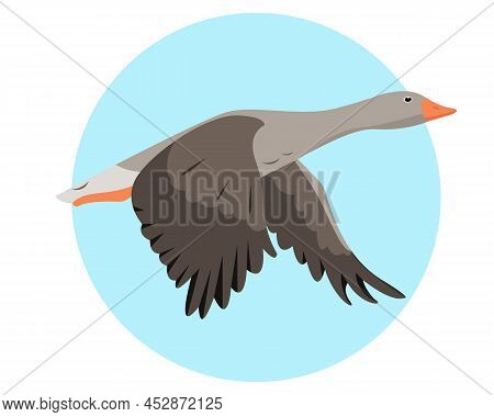 Greylag Goose Flying In Sky Isolated On White Background. Wild Migratory Bird Icon. Vector Flat Or C