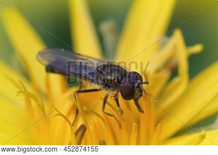 Closeup On A Small Hoverfly , Platycheirus Scutatus Sitting On A Yellow Dandelion Flower In The Gard