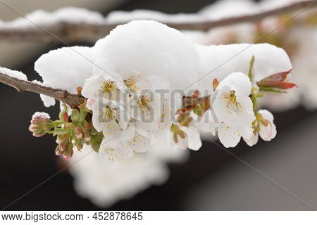 Cherry Tree Blossom With Snow Topping In Spring