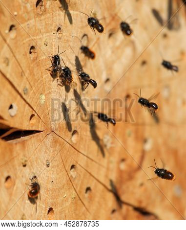 Mason Bees At Their Homemade Nest In Spring