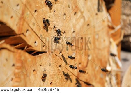 Mason Bees At Their Homemade Nest In Spring
