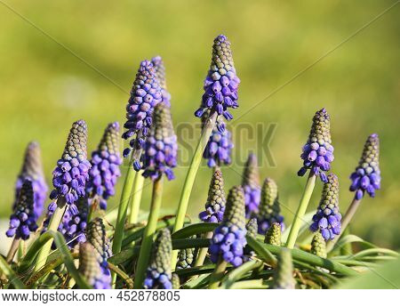 Muscari Flowers In Spring With Green Background
