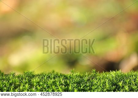 Moss In Fresh Green With Free Space