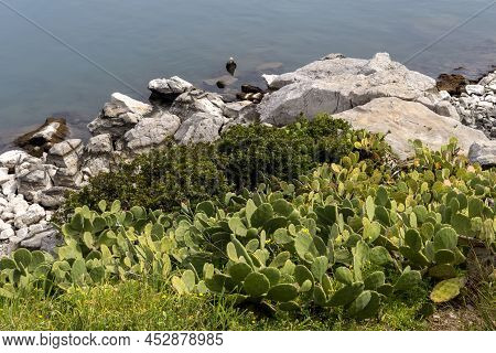 Edible Cactus - Prickly Pear With Fruits Grows And Ripens On A Sunny Day By The Sea Close-up