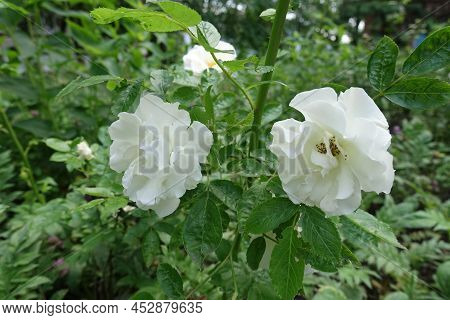 Pair Of Semi Double Flowers Of White Rose In June