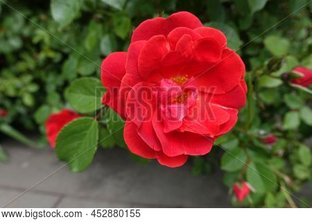 Closeup Of Semi Double Flower Of Red Rose In May
