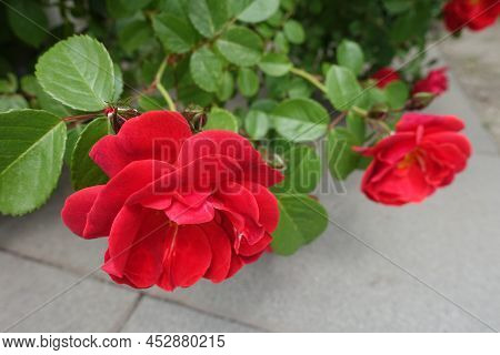 Pair Of Semi Double Flowers Of Red Rose In May