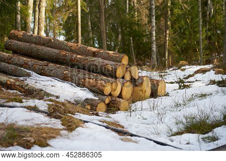 Logs Of Felled Trees In The Middle Of The Forest.