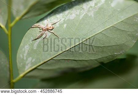 A Four-spotted Tarantula (anyphaena Accentuata) On The Underside Of A Leaf.