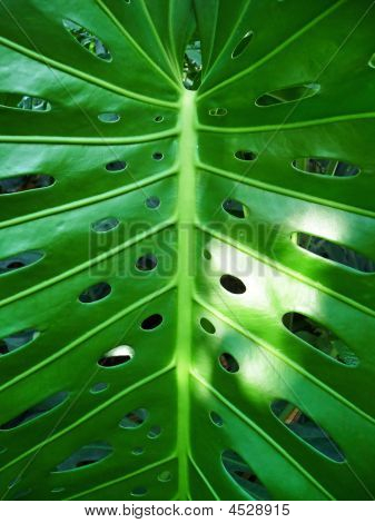 Sfondo tropicale foglia