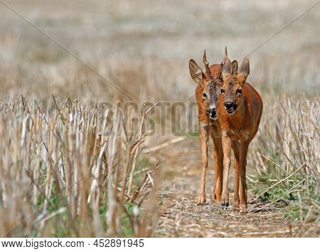 Deer During Courtship During Summertime At Ingelheim, Germany