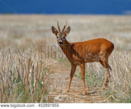 Roebuck On A Field At Ingelheim, Germany