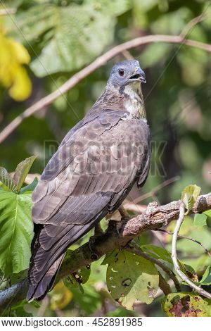 Image Of Oriental Honey Buzzard Bird On A Tree Branch On Nature Background. Hawk. Animals.