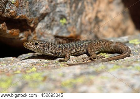 Tyrrhenian Wall Lizard In The Sun On Corsica, France