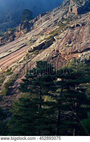 Rocks And Trees On Corsica Island, France
