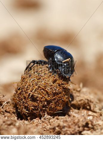 Sacred Scarab At Work Rolling A Dung Ball