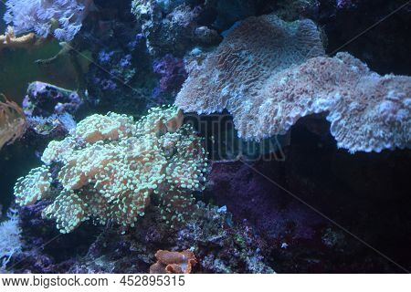 Anemone Magic On The Reef. Underwater Creature Anemone.