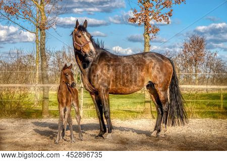 A Week Old Dark Brown Foal Stands Outside In The Sun With Her Mother. Mare With Red Halter. Warmbloo
