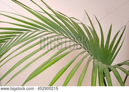 Houseplant Small Green Palm Tree (chamaedorea Hyophorbeae Hamedorea Bridble), Large Indoor Palm Plan