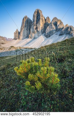 Drei Zinnen Or Tre Cime Di Lavaredo With Beautiful Jung Pine Tree In Foreground, Sextener Dolomiten 