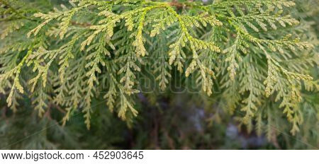 Thuja Early Spring New Growth. Background With Bright Green Thuja Tree Close Up.  Green Leaves Of Th