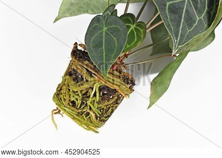 Thick Roots In Soil Shaped Like Pot Of Anthurium Houseplant On White Background