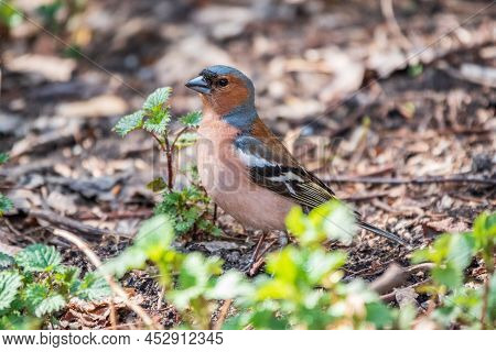 The Common Finch Male, Fringilla Coelebs, Sits On The Ground In Spring. Beautiful Forest Bird Common