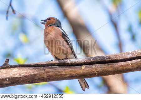 Common Chaffinch, Fringilla Coelebs, Sits On A Branch In Spring On Green Background. Common Chaffinc