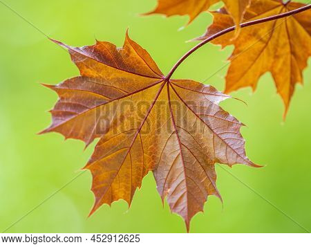 Tree Branch With Dark Red Leaves, Acer Platanoides, The Norway Maple Crimson King. Red Maple Acutifo