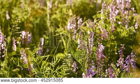 Floral Natural Panoramic Banner. Purple Flowers In Green Grass. Beautiful Wild Flowers In A Forest G