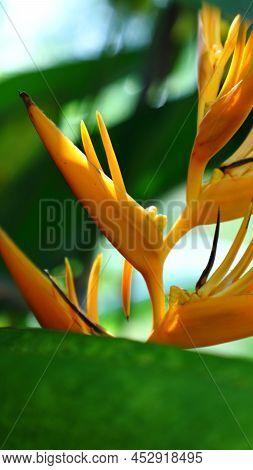 Yellow Parakeet Flower Heliconia Psittacorum In The Garden With Leaves Background