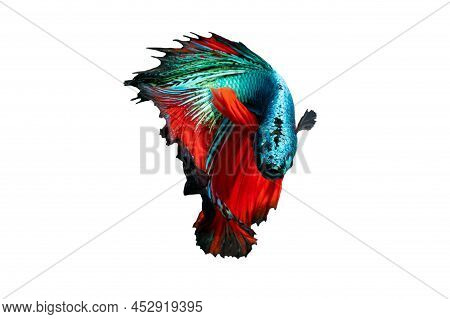 Swimming Action Of Betta, Siamese Fighting Fish, Colourful Betta, Pla-kad (biting Fish) Thai; Half M