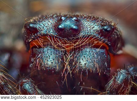 Scary Portrait Of Walnut Orb-weaver Spider - Nuctenea Umbratica, The Walnut Orb-weaver Spider, Is A 