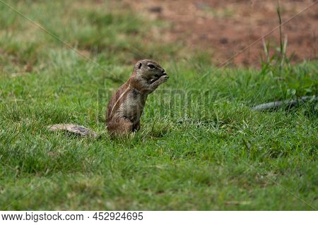 Fantail Squirrels Scrounging For Food And Nuts On The Ground While Playing With Each Other In A Natu