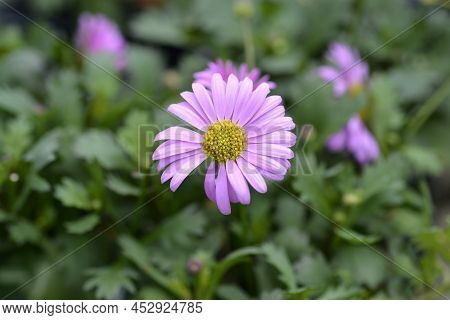 Swan River Daisy Fresco Candy Pink Flower